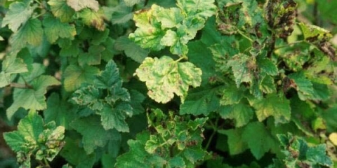 Kako se efikasno nositi sa lisnim ušima na ribizli?